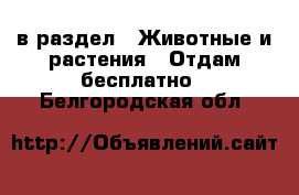  в раздел : Животные и растения » Отдам бесплатно . Белгородская обл.